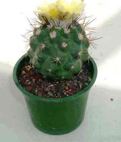 Copiapoa_esmeraldana_1
